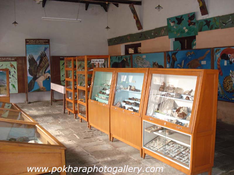 Annapurna Butterfly Museum Pokhara