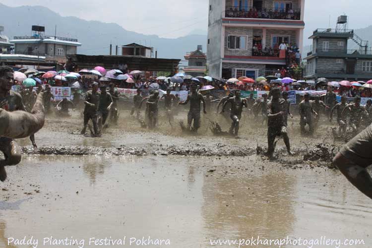 Rice - Paddy Planting Festival in Pokhara