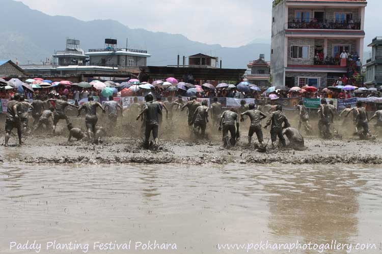 Rice - Paddy Planting Festival in Pokhara
